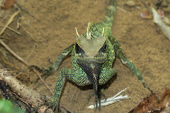 Acanthosaura cardamomensis