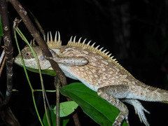 Acanthosaura cardamomensis