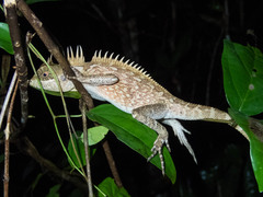 Acanthosaura cardamomensis