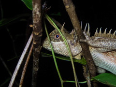 Acanthosaura cardamomensis
