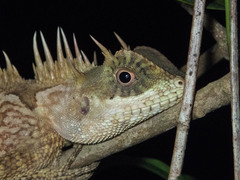 Acanthosaura cardamomensis