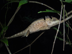 Acanthosaura cardamomensis