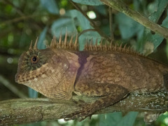 Acanthosaura cardamomensis