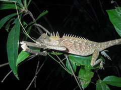 Acanthosaura cardamomensis