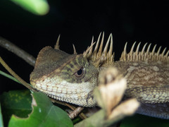 Acanthosaura cardamomensis
