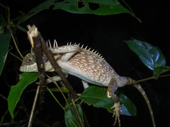 Acanthosaura cardamomensis