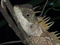 Acanthosaura cardamomensis