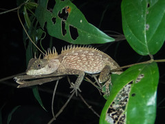 Acanthosaura cardamomensis