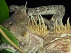 Acanthosaura cardamomensis