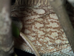 Acanthosaura cardamomensis