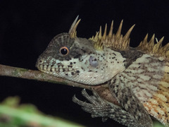 Acanthosaura cardamomensis