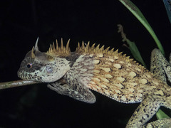 Acanthosaura cardamomensis