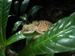 Acanthosaura cardamomensis