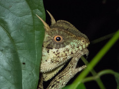 Acanthosaura cardamomensis