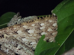 Acanthosaura cardamomensis