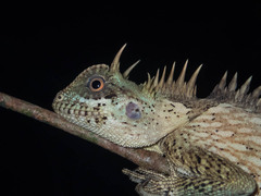 Acanthosaura cardamomensis