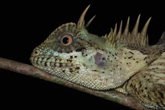 Acanthosaura cardamomensis