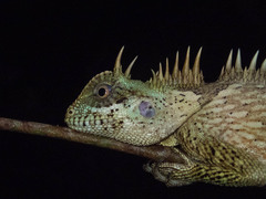 Acanthosaura cardamomensis