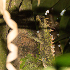 Acanthosaura cardamomensis