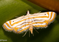 Parapoynx villidalis