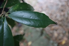 Eustigma oblongifolium