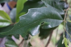 Eustigma oblongifolium