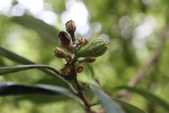 Eustigma oblongifolium