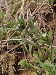 Buglossoides arvensis arvensis