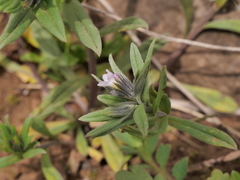 Buglossoides arvensis arvensis