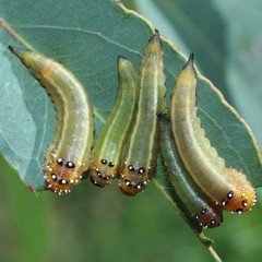 Lophyrotoma interrupta