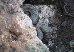 Telescopus fallax pallidus