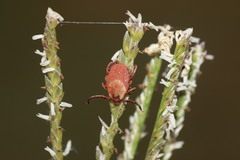 Rhipicephalus pulchellus