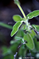 Salvia fruticosa
