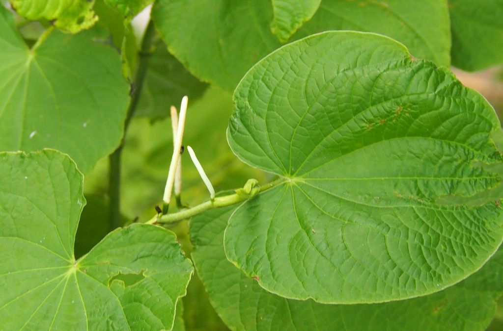 Root Beer Plant (A Field Guide To The Plants and Flowers of Panama ...