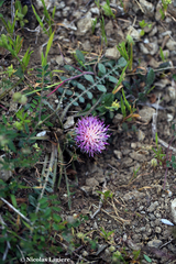 Centaurea raphanina mixta