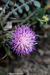 Centaurea raphanina mixta