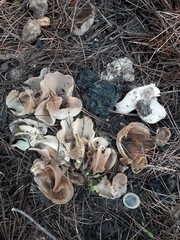Daleomyces petersii
