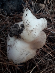 Daleomyces petersii