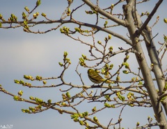 Serinus serinus