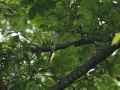 Pericrocotus cantonensis