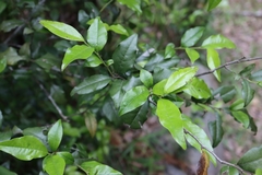 Diospyros rhombifolia
