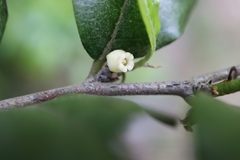 Diospyros rhombifolia