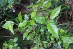Diospyros rhombifolia