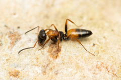 Opisthopsis picta