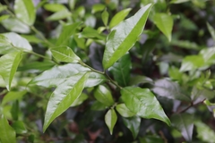 Diospyros rhombifolia