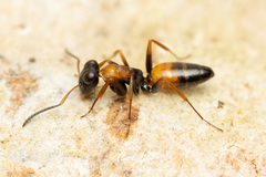 Opisthopsis picta