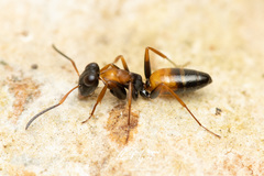 Opisthopsis picta
