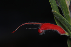 Adenanthos barbiger
