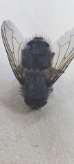 Oestroidea