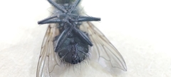 Oestroidea
